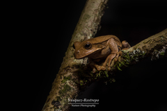Gastrotheca nicefori