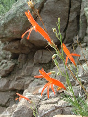 Penstemon pinifolius