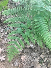 Pteridium aquilinum