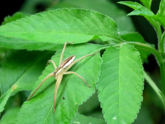 Dolomedes sulfureus