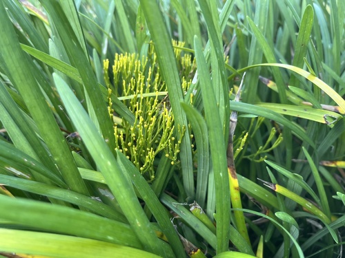 Psilotum nudum