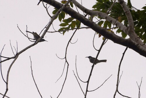 White-bellied Honeyeater (Gliciphila notabilis), photo 2