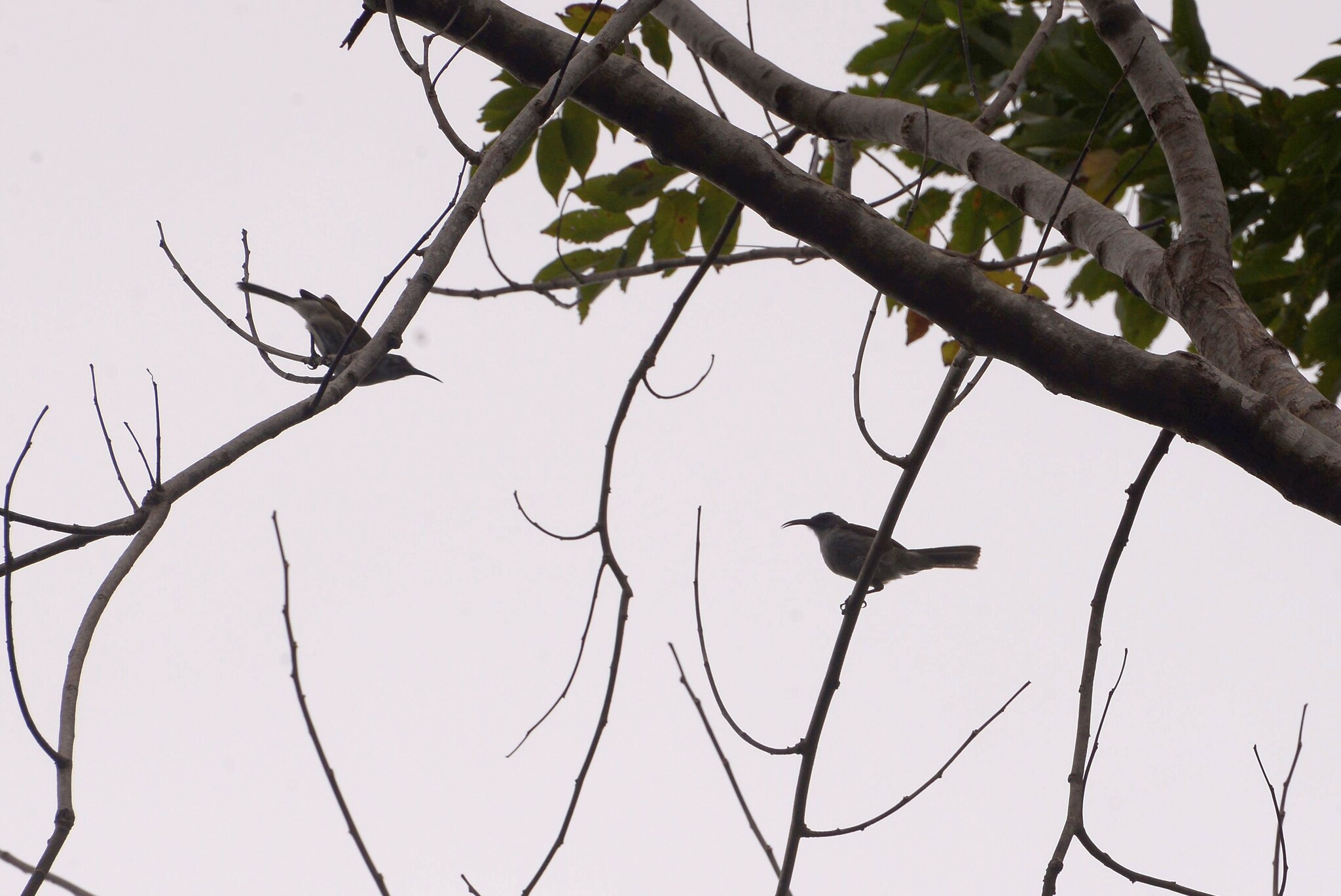 Vanuatu Honeyeater illustration