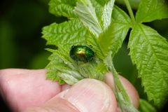 Chrysolina herbacea