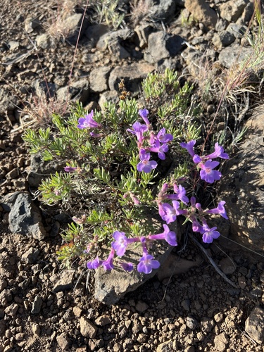 Image of Penstemon gairdneri by no rights reserved