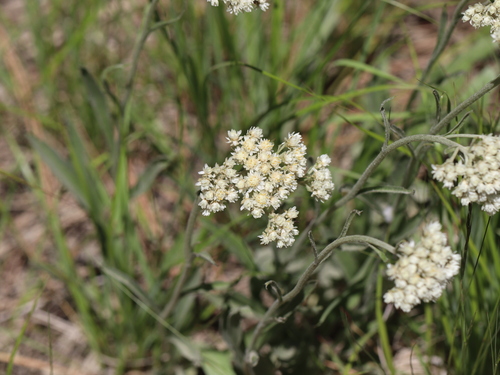 Handsome pussytoes (Antennaria anaphaloides)