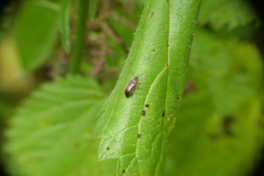 Isomira pulla