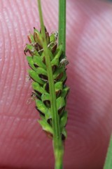 Carex emoryi