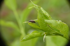 Isomira pulla