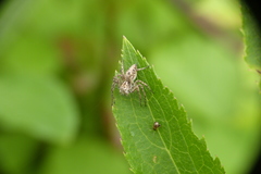 Oxyopes heterophthalmus