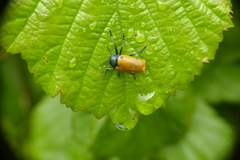 Labidostomis
