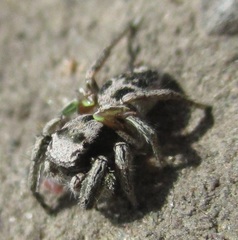 Habronattus cuspidatus