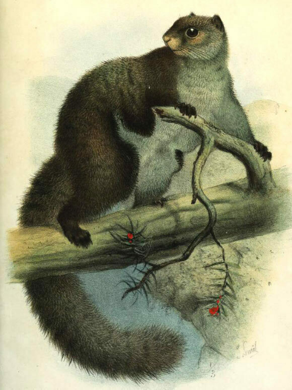Woolly Flying Squirrels