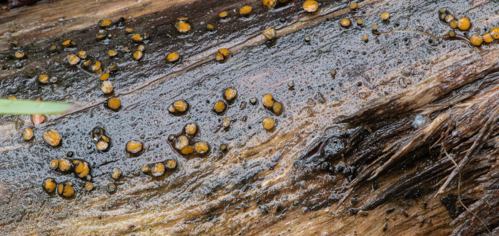 Therrya eucalypti