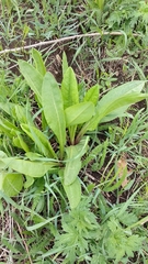 Senecio doria