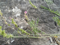 Onobrychis cyri