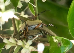 Macrodactylus subspinosus