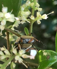 Macrodactylus subspinosus