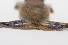 Scinax sugillatus