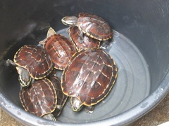 Malayemys macrocephala