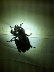 Lucanus placidus
