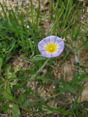 Convolvulus tricolor