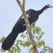 Red-throated Piping-Guan - Photo (c) Carmelo López Abad, some rights reserved (CC BY-NC), uploaded by Carmelo López Abad