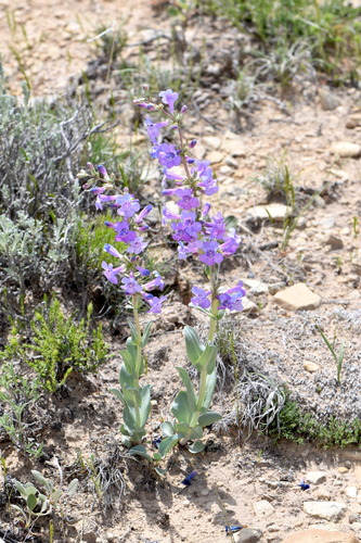 fleshy beardtongue (Penstemon carnosus)