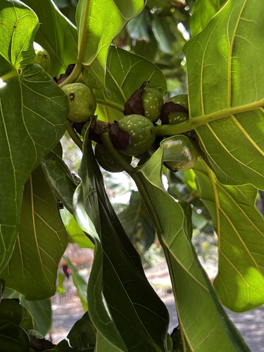 Ficus lyrata