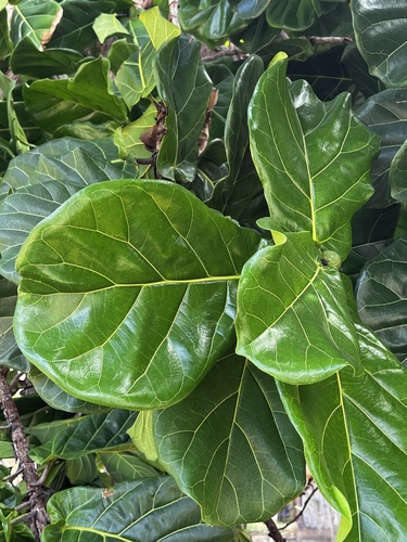 Ficus lyrata