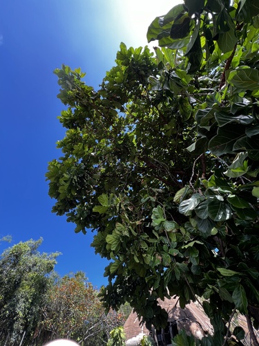 Ficus lyrata