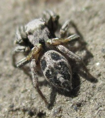 Habronattus cuspidatus