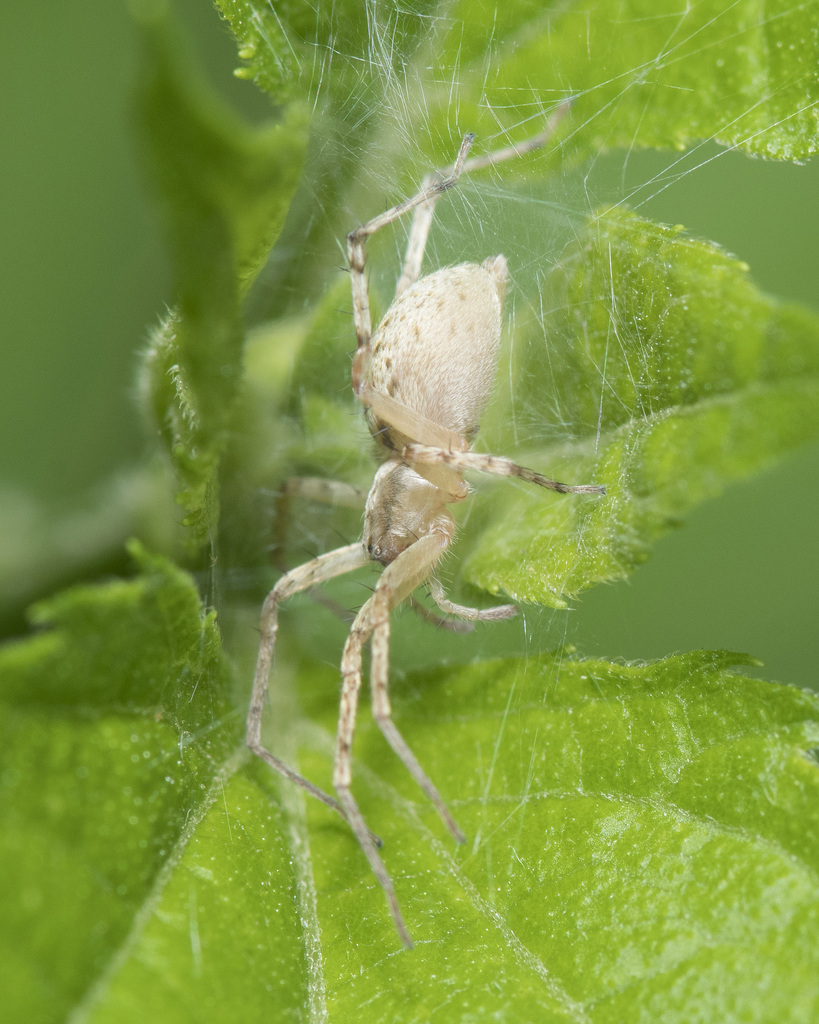 Ghost Spiders from Montgomery County, OH, USA on June 9, 2024 at 11:21 ...