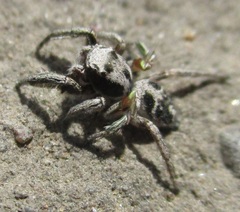 Habronattus cuspidatus