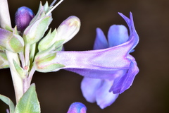 Penstemon carnosus