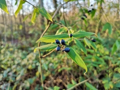 Lonicera acuminata