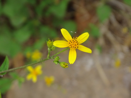 Image of Baltimora recta by (c) Alexis López Hernández, some rights reserved (CC BY)