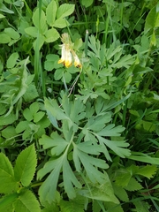 Corydalis nobilis