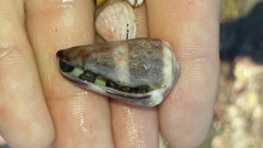 Conus lividus