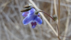 Conanthera trimaculata