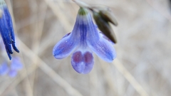 Conanthera trimaculata