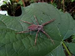 Dolomedes sulfureus
