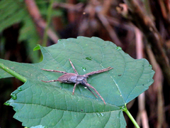 Dolomedes sulfureus