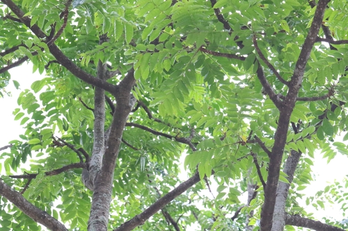 Ailanthus fordii (Ailanthus fordii)