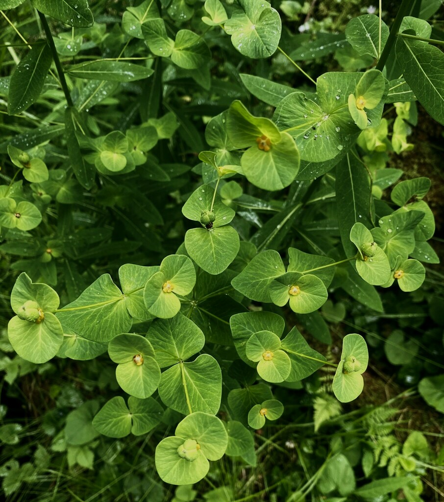 glade spurge in June 2024 by Bill Blauvelt · iNaturalist