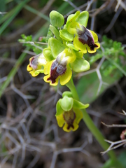 Ophrys lutea phryganae