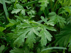 Artemisia vulgaris