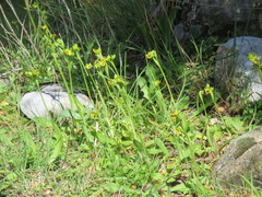 Ophrys lutea phryganae
