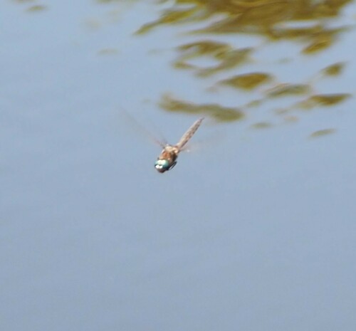 Observations By Mottledsculpin · Inaturalist