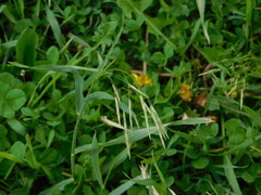 Bromus inermis